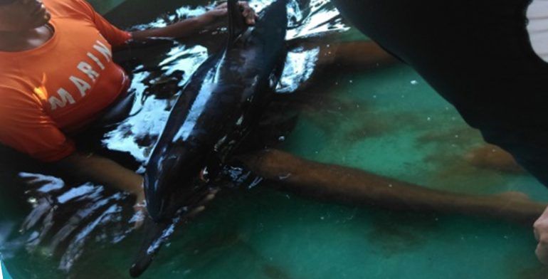 Rescatan a delfín varado en costas de Michoacán - Rescate-delfín-michoacán-foto-de-Quadratín