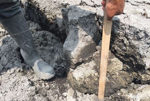 Sismo afectó zona chinampera de Xochimilco: Campesinos - Zona-Chinampera-Xochimilco-2-Foto-de-Milenio