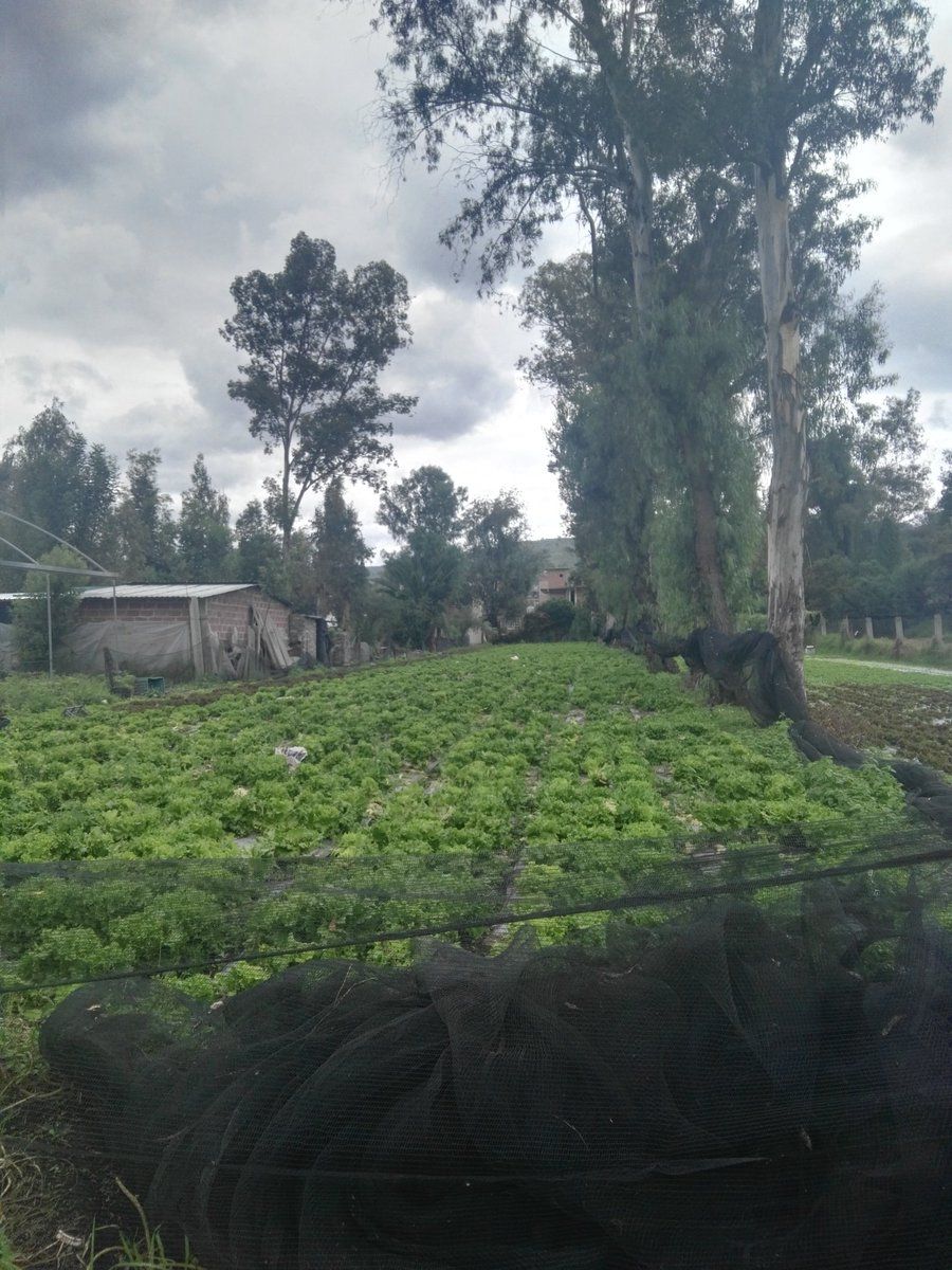 Sismo afectó zona chinampera de Xochimilco: Campesinos - Zona-Chinampera-Xochimilco-Foto-de-@Meyahseguros