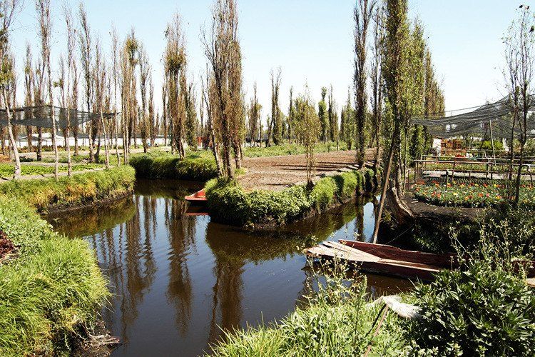 Sismo afectó zona chinampera de Xochimilco: Campesinos - Zona-Chinampera-de-Xochimilco-Foto-de-@RedFM921