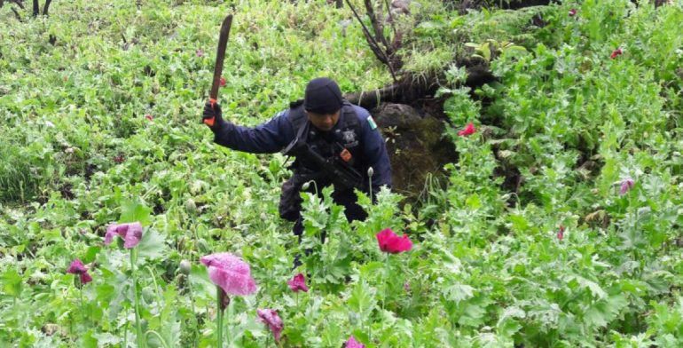 Aseguran 12 millones de plantas de amapola en Guerrero