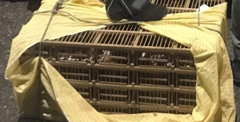 Rescatan a 70 aves protegidas en Veracruz