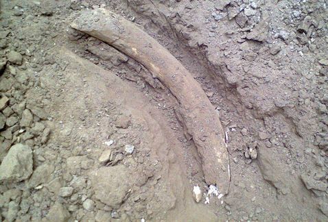 Encuentran presuntos restos de mamut en Guanajuato - colmillo