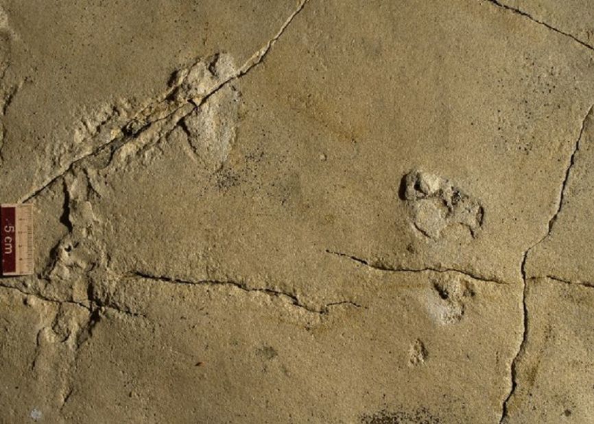 Huellas encontradas en Grecia desafían teoría evolutiva humana - huellas-