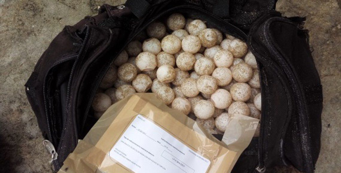 Aseguran mil 605 huevos de tortuga golfina en Guerrero