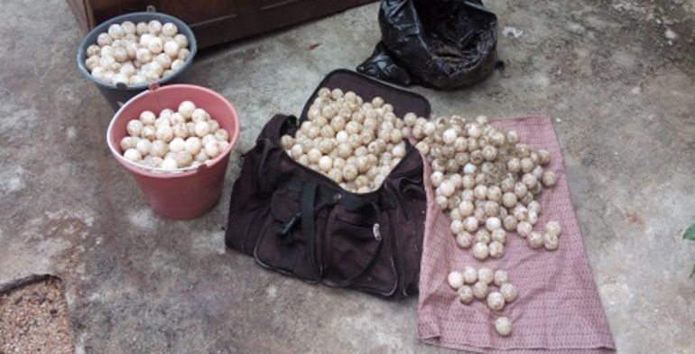 Aseguran mil 605 huevos de tortuga golfina en Guerrero - huevos-de-tortuga