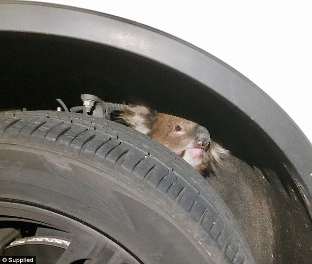 #Video Koala sobrevive a quedar atrapado en eje de auto en movimiento