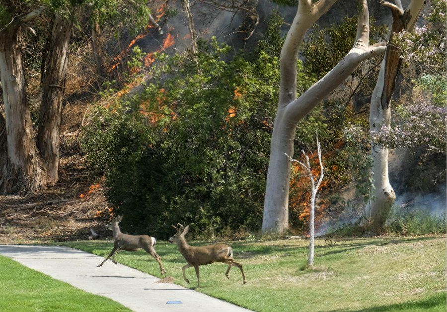 Los Ángeles enfrenta el incendio más grande de su historia - los-angeles-incendio
