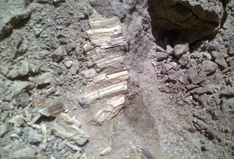 Encuentran presuntos restos de mamut en Guanajuato