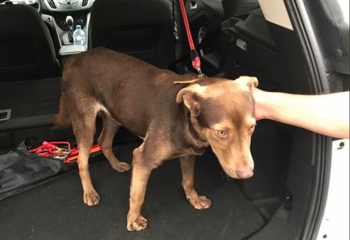 Mascotas afectadas por el sismo no serán dadas en adopción