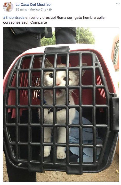 Mascotas afectadas por el sismo no serán dadas en adopción - mascotas-perdidas