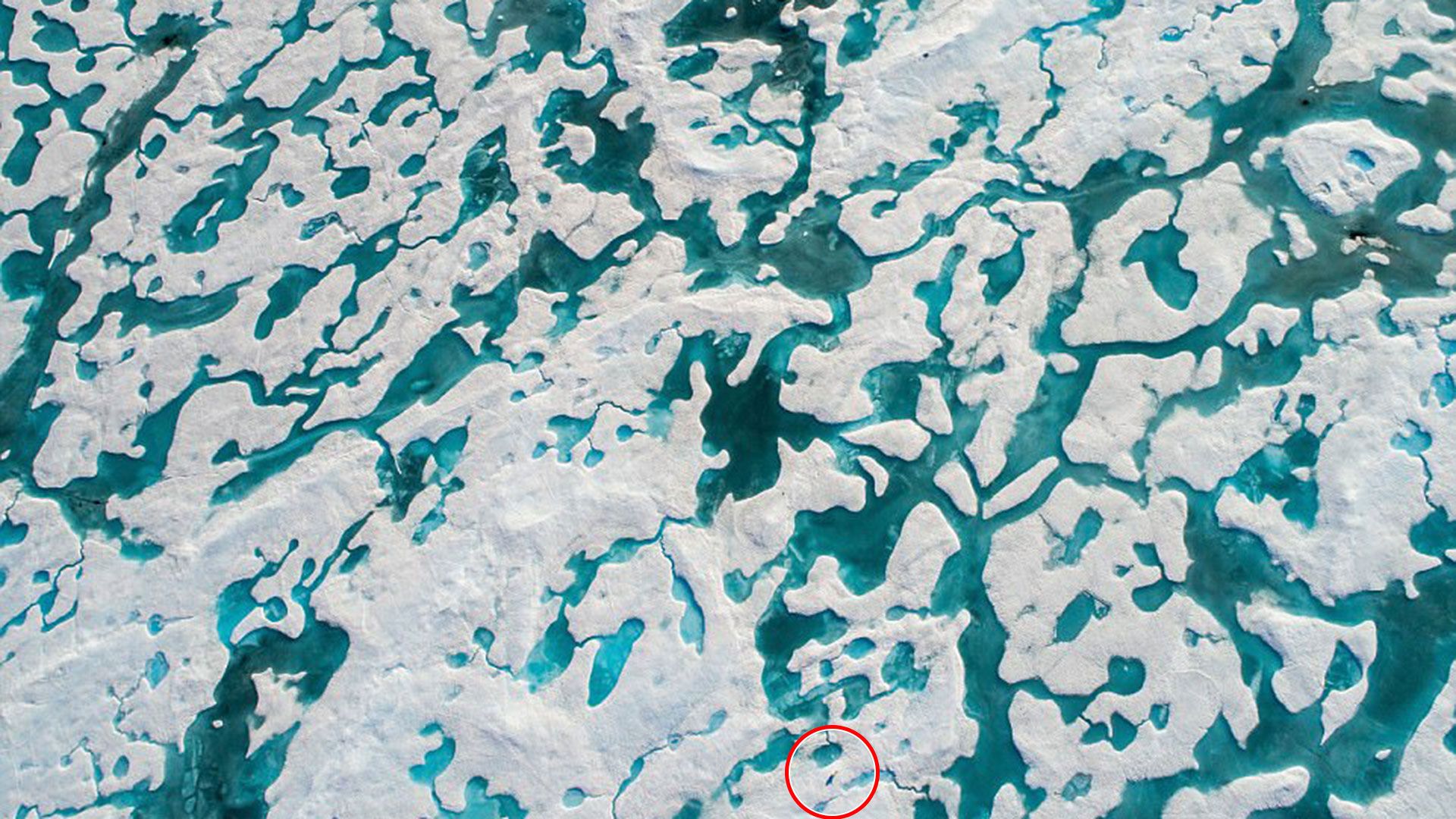 #Viral El reto del oso polar - oso-polar-23