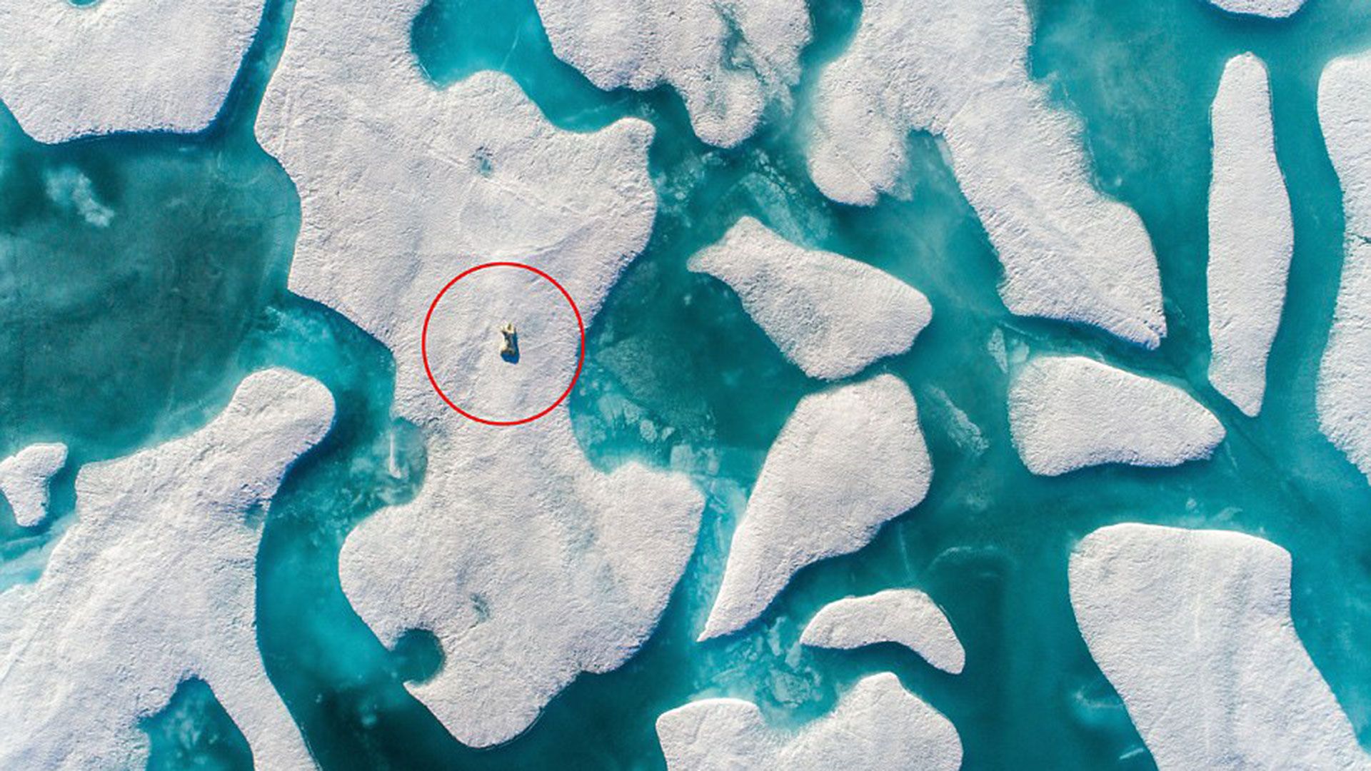 #Viral El reto del oso polar - oso-polar-34