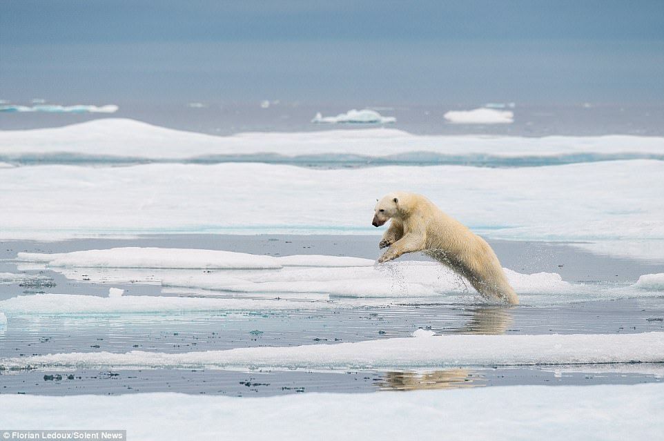 #Viral El reto del oso polar - oso-polar-342