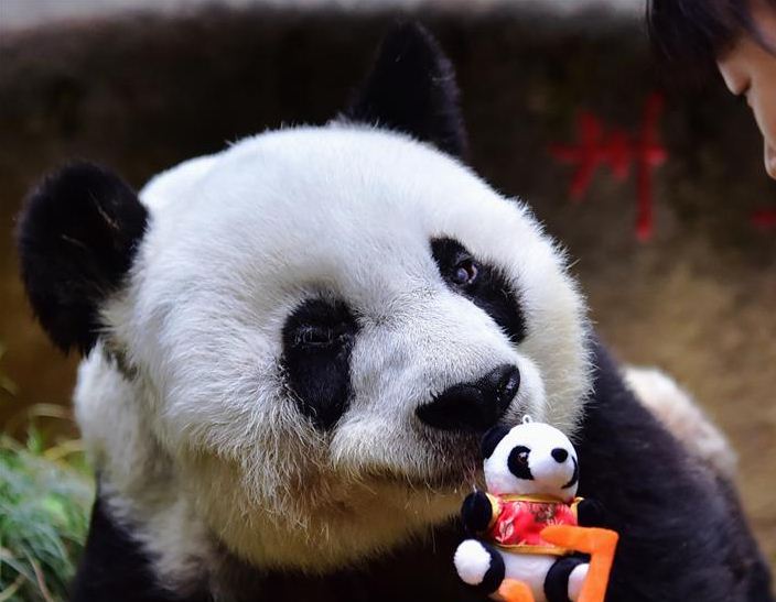 Muere la panda más vieja del mundo - panda