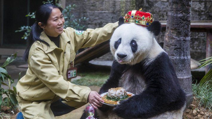 Muere la panda más vieja del mundo - panda2