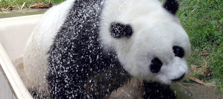 Muere la panda más vieja del mundo