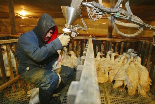 Restablecen prohibición del foie gras en California - patos-california