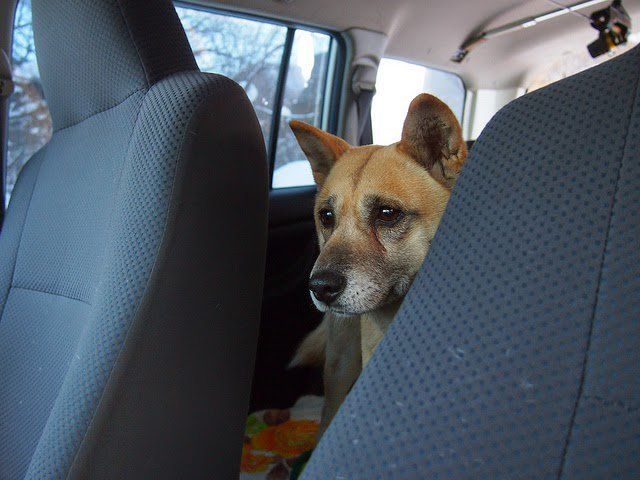 Abren centro de ayuda para mascotas en la Narvarte