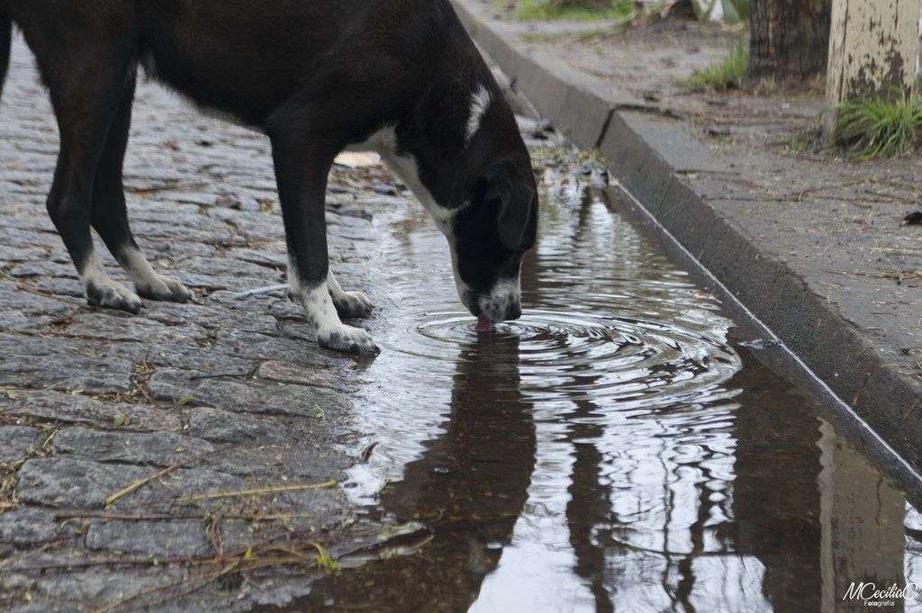 Abren centro de ayuda para mascotas en la Narvarte - peluditos-inc1