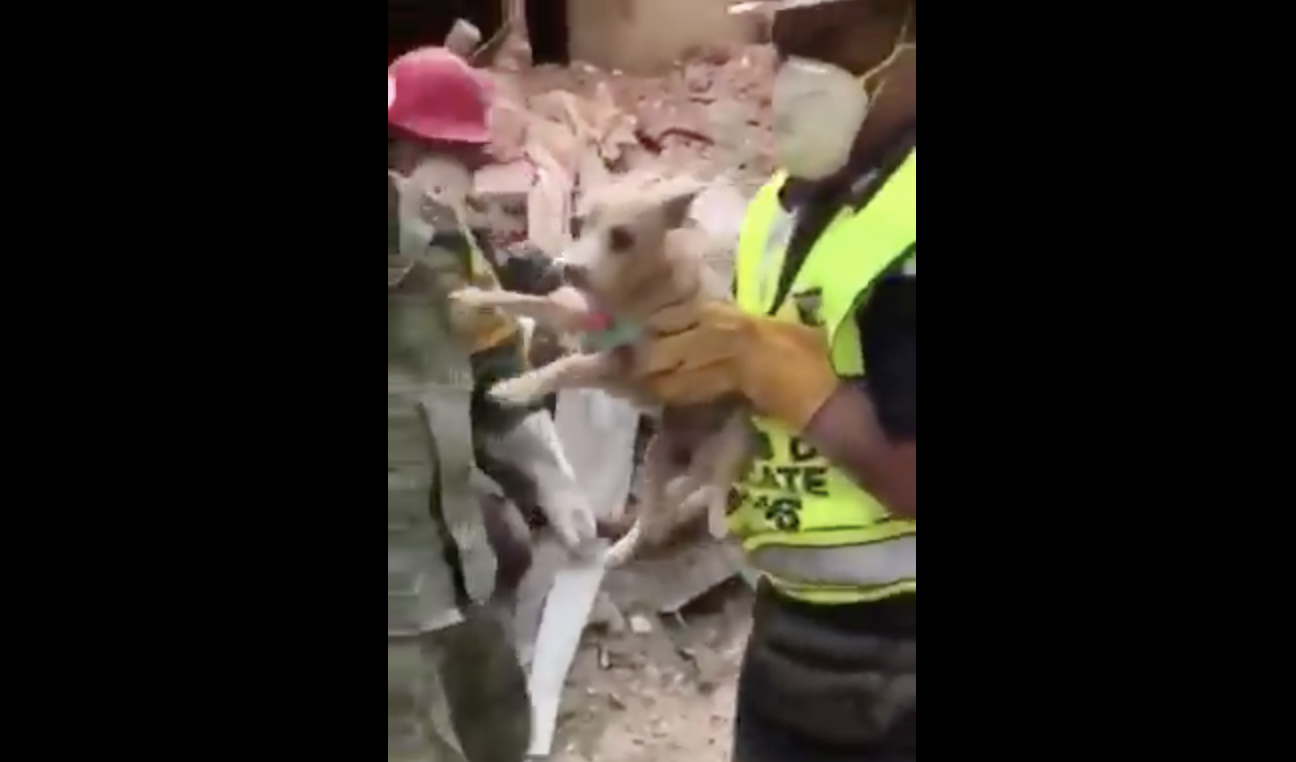 Rescatan a perro con vida casi una semana después del sismo