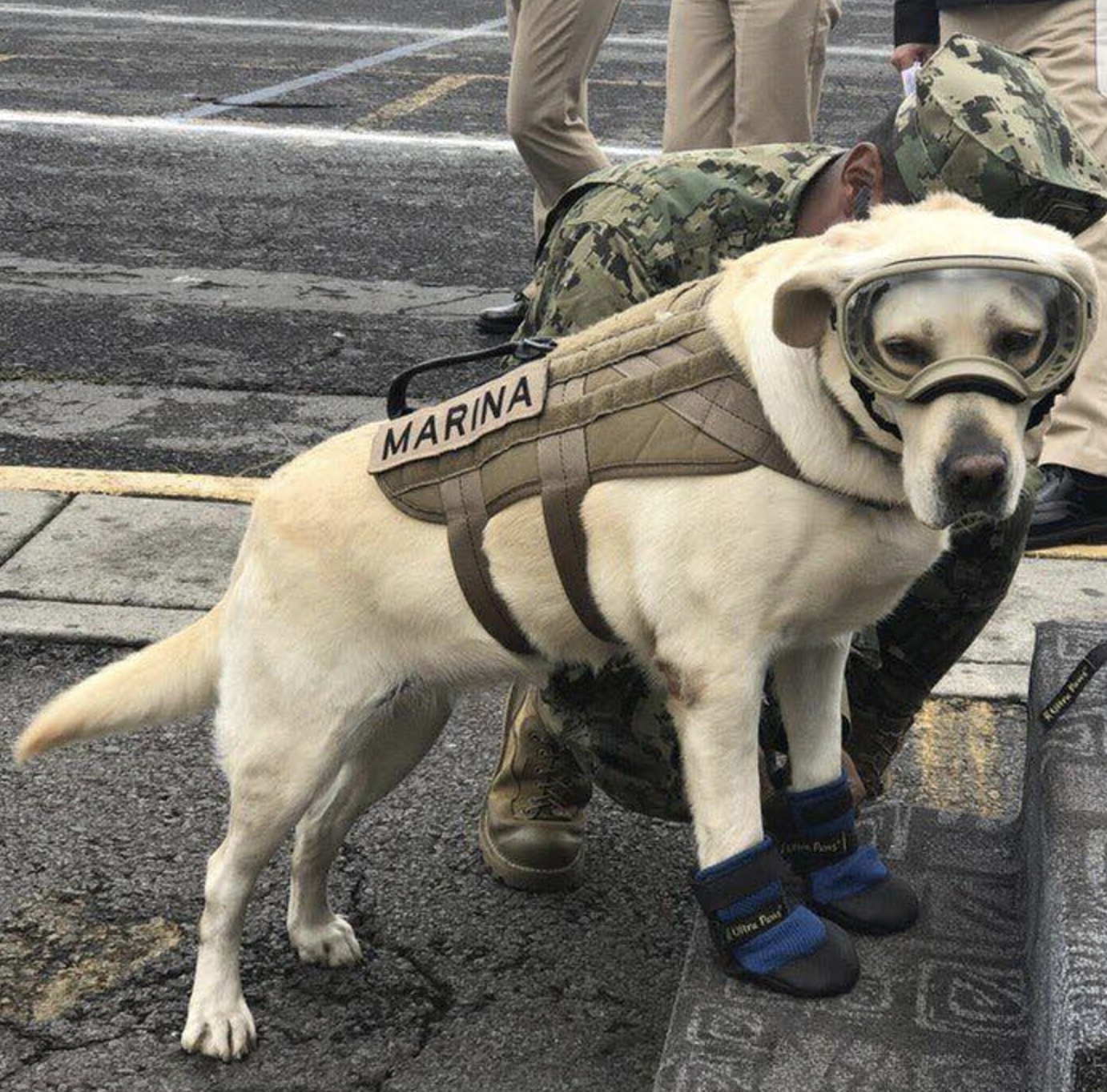 Los perros del temblor Los perros del temblor