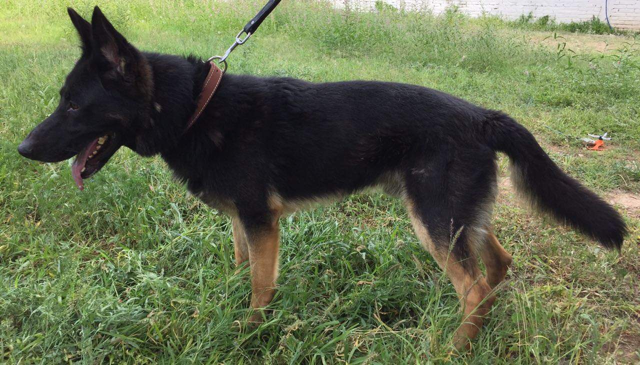 EE.UU. dona 25 perros adiestrados a México - perro-efw