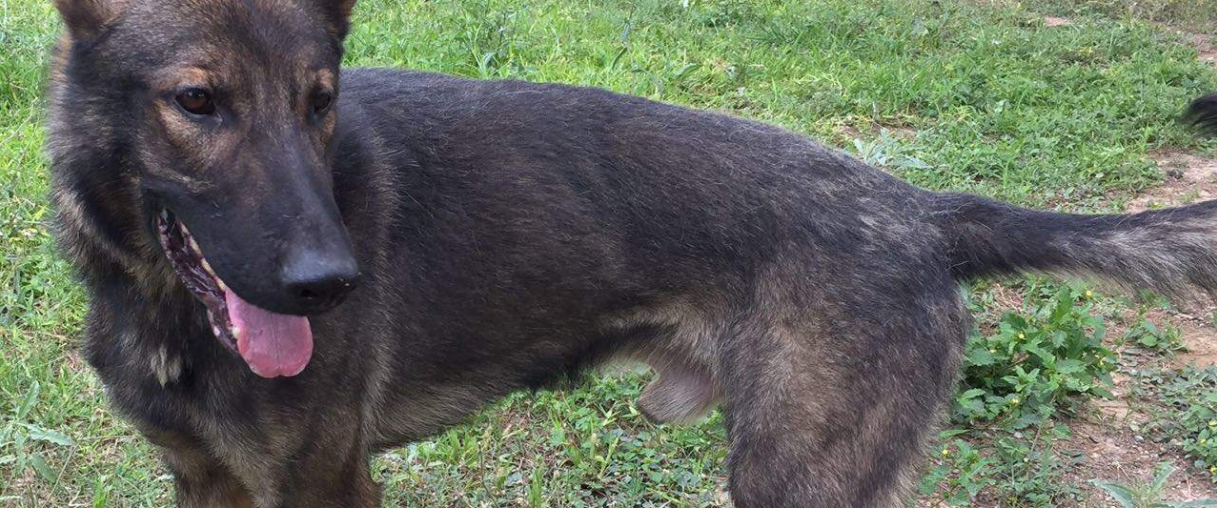 EE.UU. dona 25 perros adiestrados a México - perro-fs