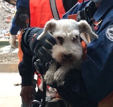 #Video Rescatan a perro en multifamiliar en Coyoacán - perro-rescatado