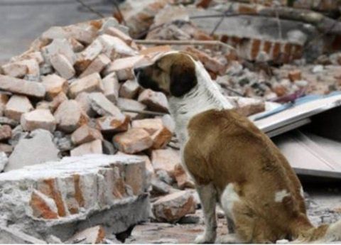 Colapsaron 38 edificios y 13 están en riesgo inminente: Mancera - perro-sismo