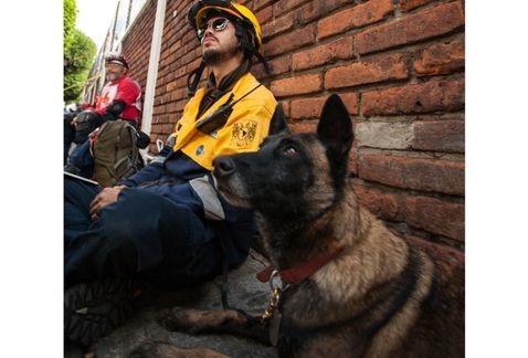 Binomios caninos de la UNAM salvan vidas - perro-unam