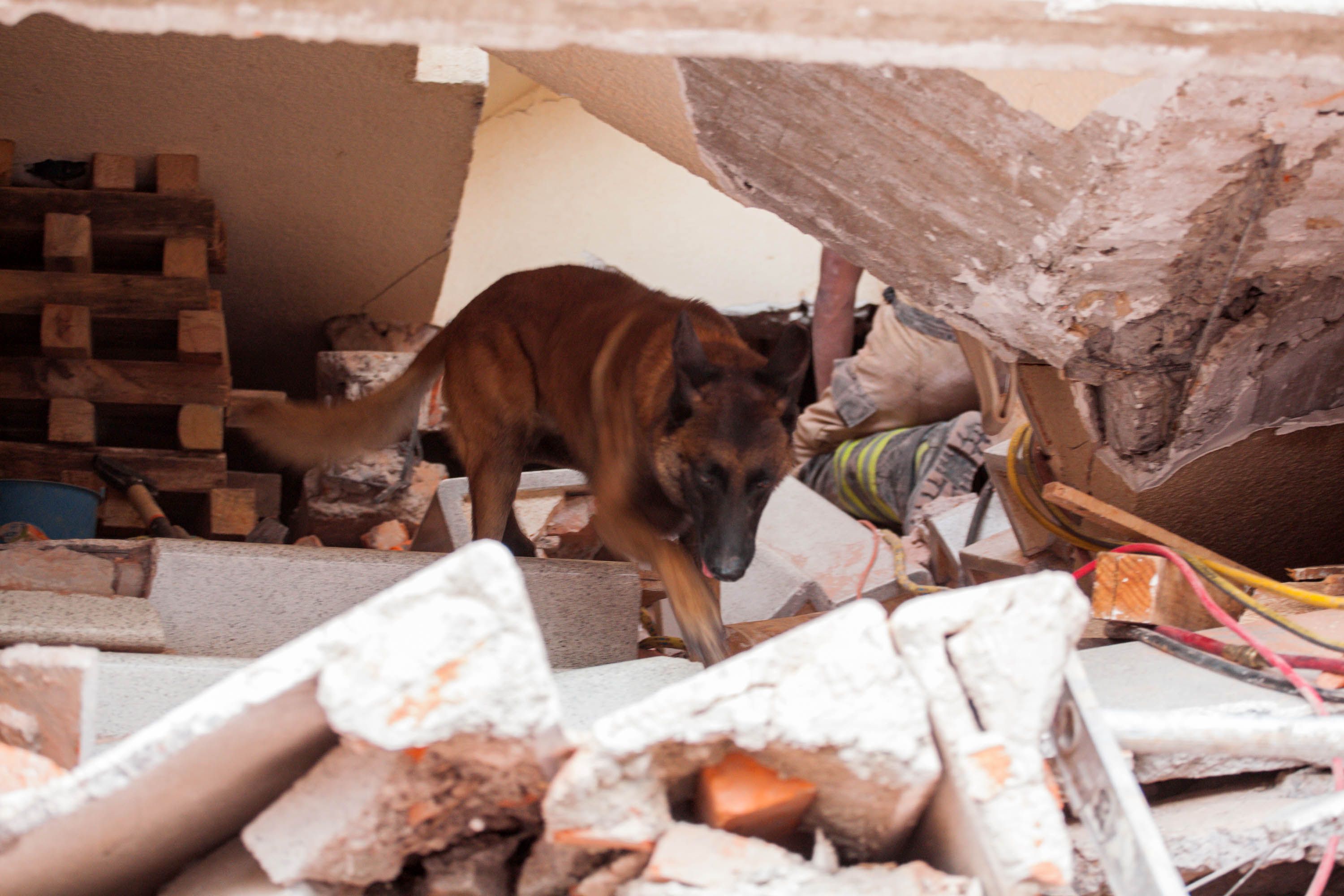Binomios caninos de la UNAM salvan vidas - perro-unam1