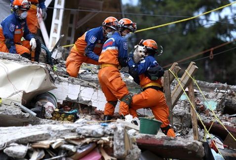 Japoneses concluyen labores de rescate - perro