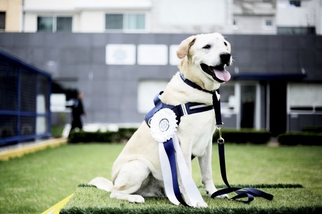 Condecoran a oficial canino retirado por enfermedad terminal - pf-canino-2