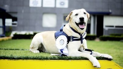 Condecoran a oficial canino retirado por enfermedad terminal