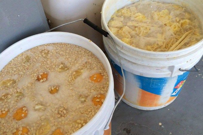 Decomisan 146 litros de pulque en cárceles de la Ciudad de México - pulque-canero