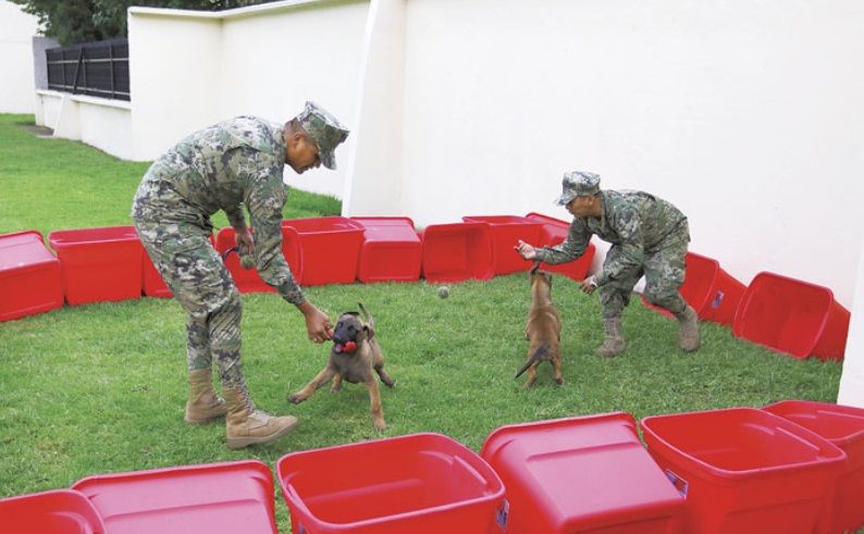 La Marina adiestra a perros rescatistas sucesores de Frida - sucesores-frida