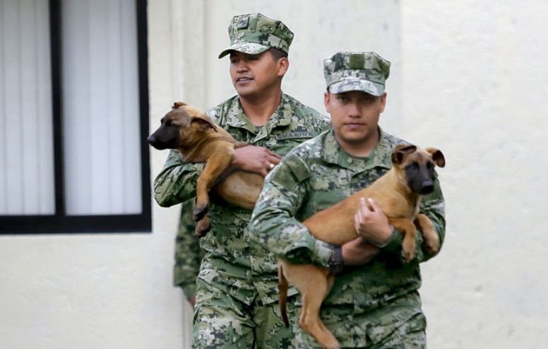 La Marina adiestra a perros rescatistas sucesores de Frida - sucesores-frida1