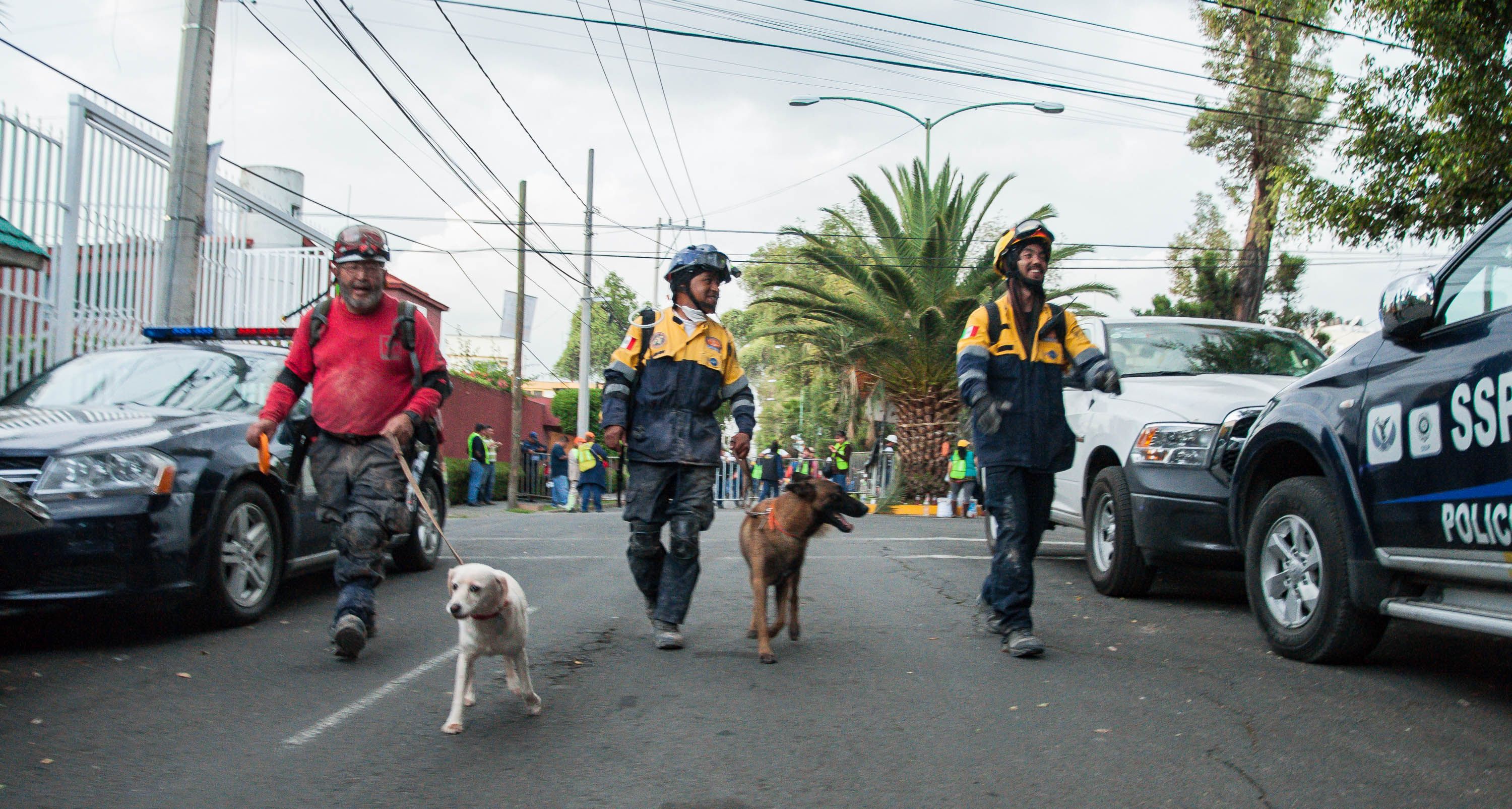 Binomios caninos de la UNAM salvan vidas - unam-perro-2
