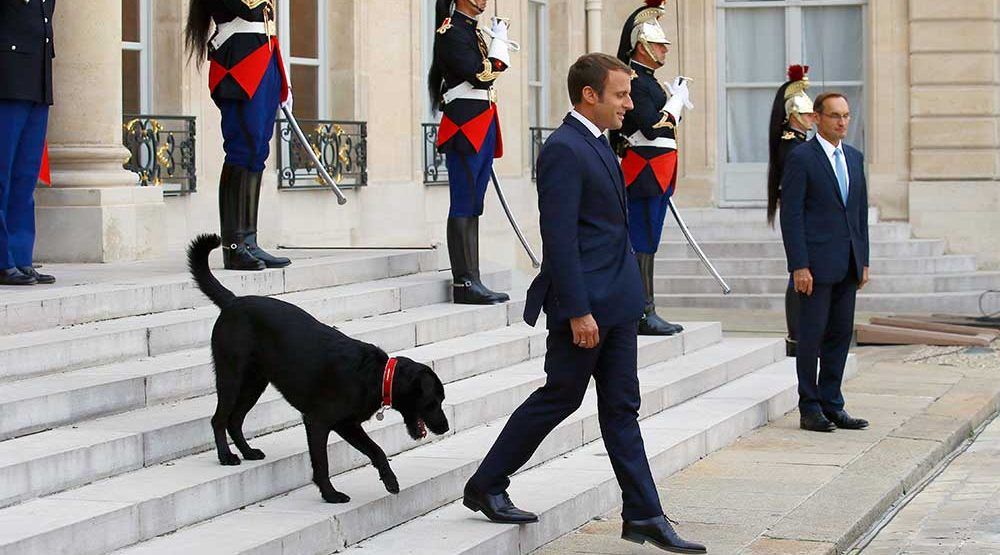 #Video Perro de Macron orina chimenea en plena reunión