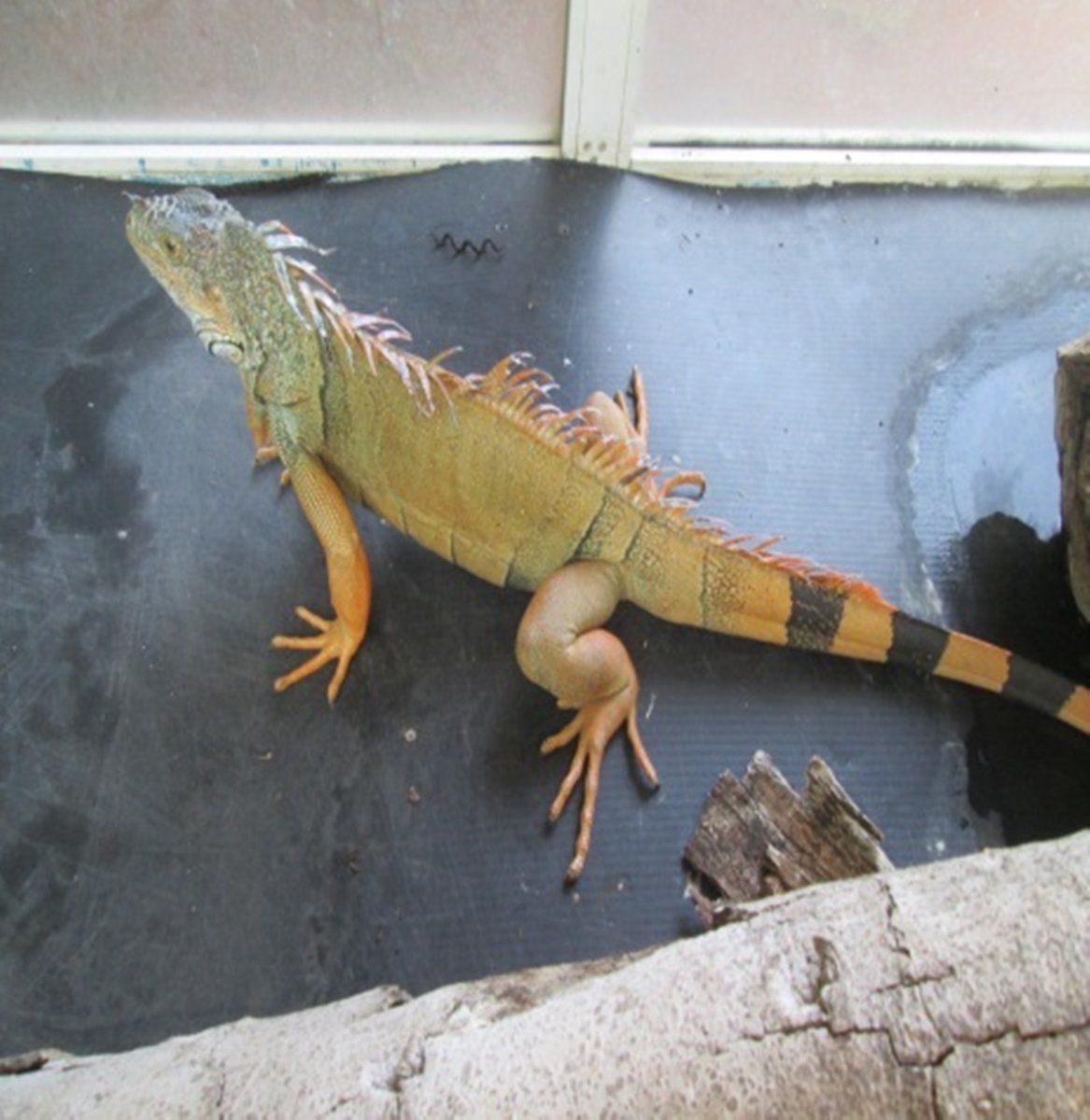 Aseguran animales exóticos en la GAM