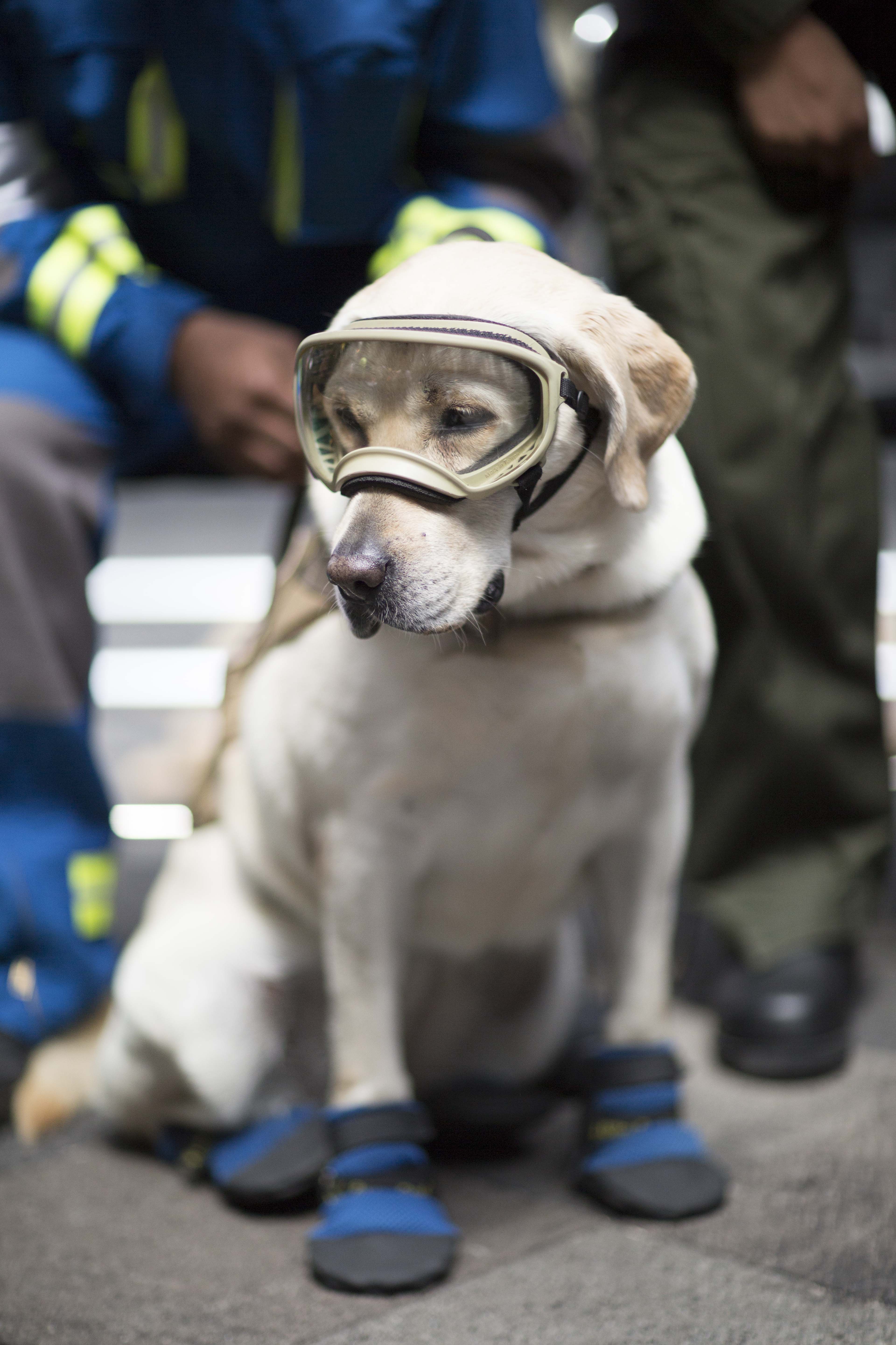 Amor y pasión por el país son la fortaleza de los mexicanos: Peña Nieto - Entrega-de-Reconocimientos-Rescatistas-Peña-Nieto-14