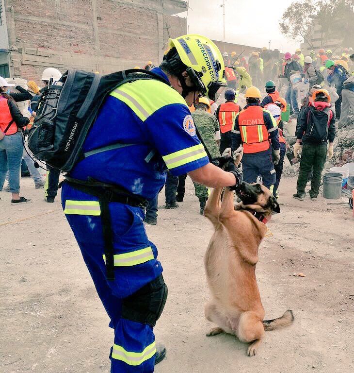 Encuentran cuerpo de trabajador sepultado en Nuevo León - Maya-perra-rescatista