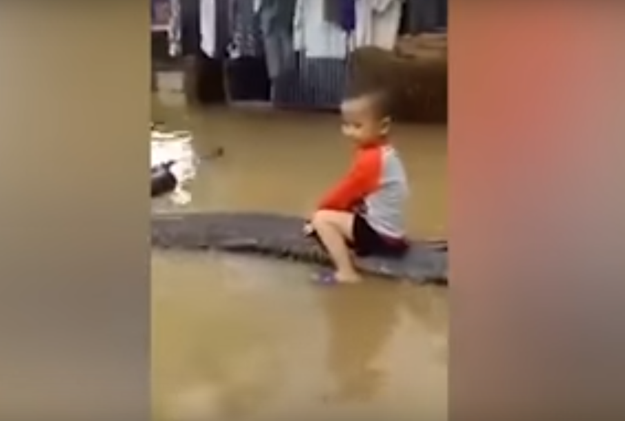 #Video Niño juega con serpiente en Vietnam