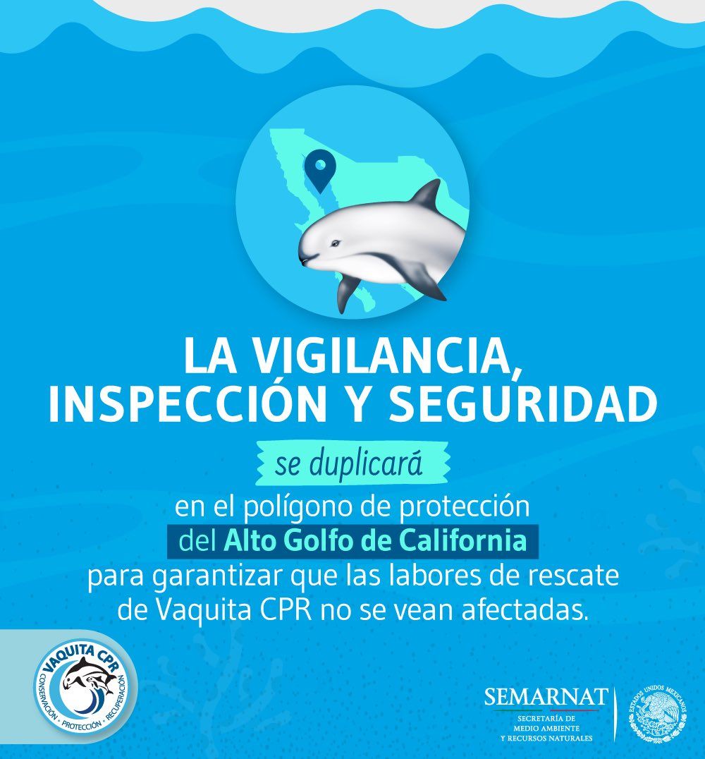 Quintana Roo se une a labores de rescate de vaquita marina - Vaquita-Marina-Quintana-Roo
