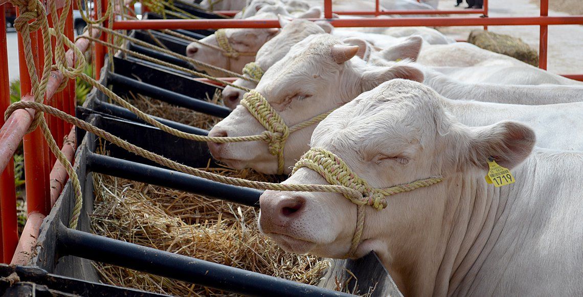 Diputados aprueban ley de trato digno para animales de consumo - animales-de-consumo