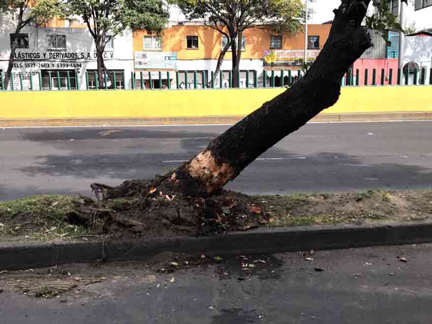 Choque de microbús deja ocho lesionados en Azcapotzalco - arbol-choque