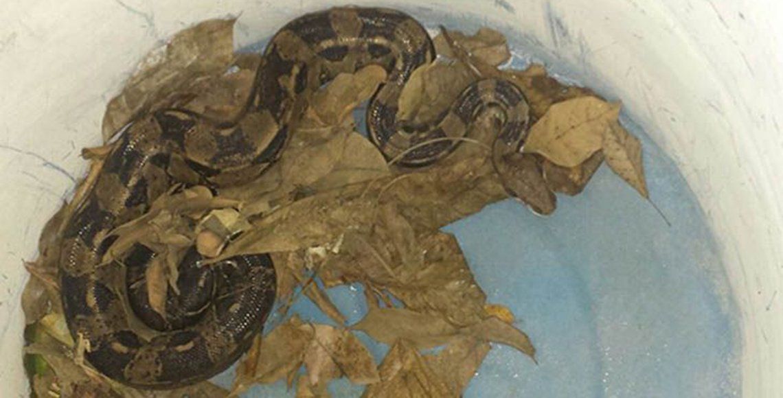 PROFEPA reintegra a puma y boa encontrados en calles de Tepic - boa-1
