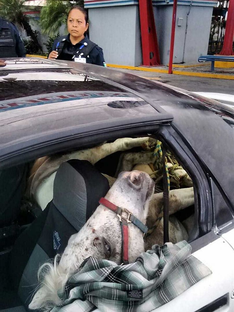 Confunden a caballo con persona secuestrada en Nuevo León - caballo-auto-mty-2