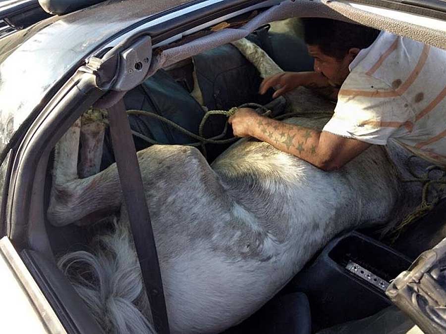 Confunden a caballo con persona secuestrada en Nuevo León